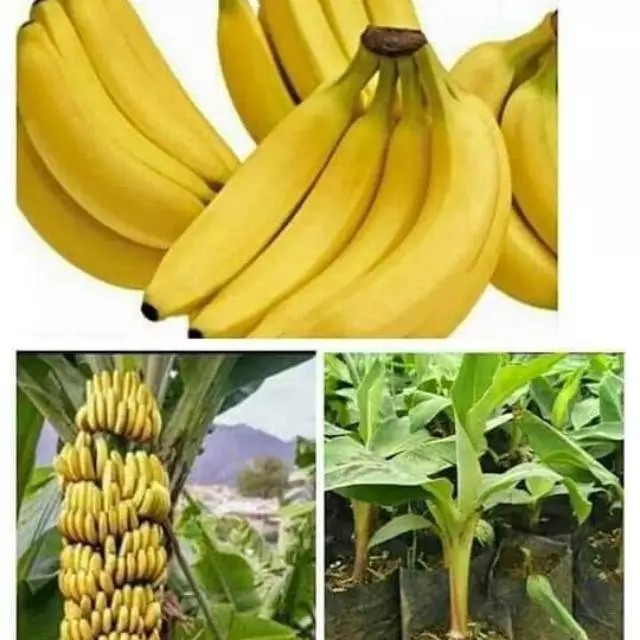 Bibit Pisang Cavendish Super Cepat Berbuah