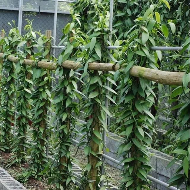 Bibit Vanili Unggul 1 Meter