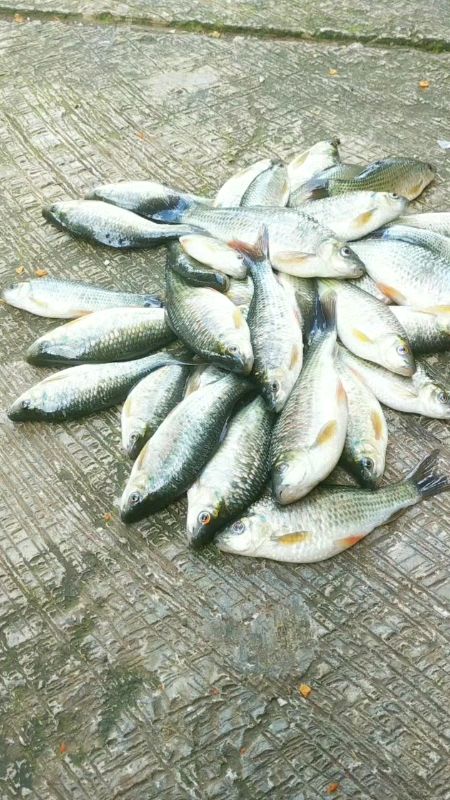 Essen ikan nilem#essen#essenikan#ikannilem#liaran#RacunShopee#SpillBawaBerkah#Diskon40RB#Diskon60Persen#Diskon50Persen#PromoNonStop#ViralDiShopeeVideo