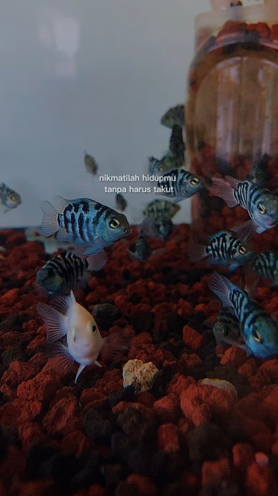 Blue polar pjet briding#bluepolarpasangan #bluepolarparrotfish