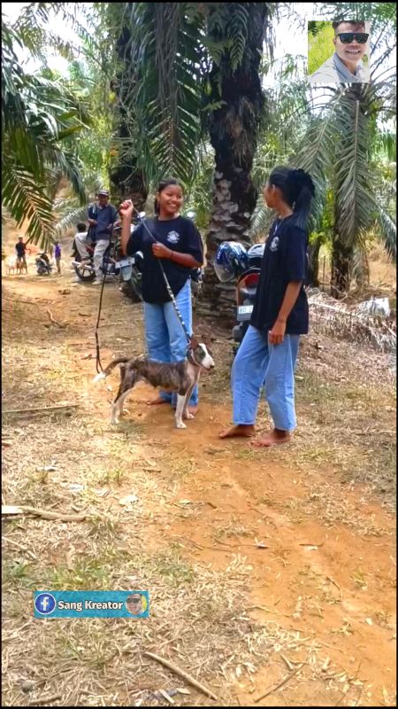 Tali Tuntun Anjing Kulit Asli #talituntunanjing #talituntunanjingdankucing #talituntunkalung #VideoViralDiShopee #RacunShopee