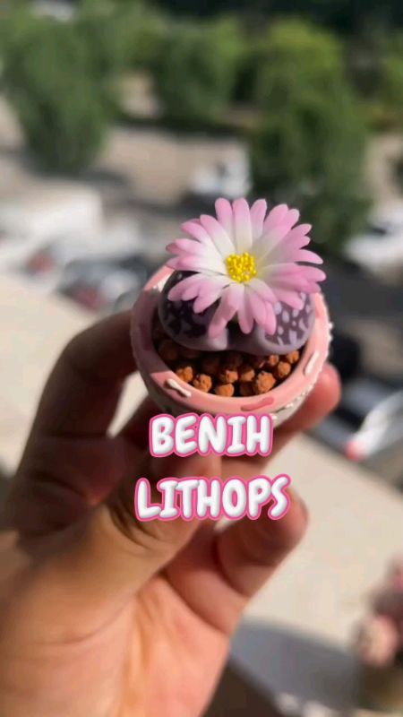 LITHOPS #lithops #succulents #kaktus #benihkaktus #benihsucculent #benihlithops #SpillRacunShopee #SpillBawaBerkah #RacunShopee