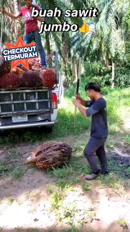 #bibitkelapasawitunggul #Kualitasmewah #shoopevideo #fyppppppppppppppppppppppp #CODinApa #terjaminoriginal