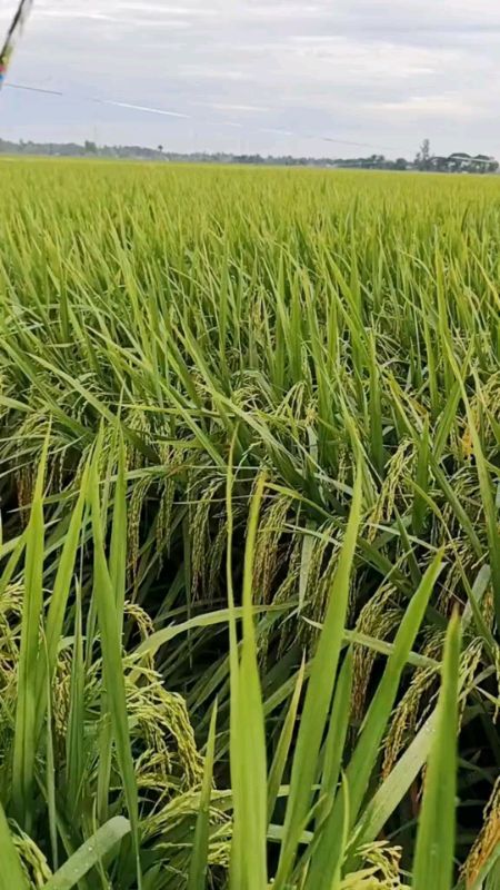 benih padi sedayu berkualitas#benihpadiunggul#benihsedayu#petaniindonesia#fyp
