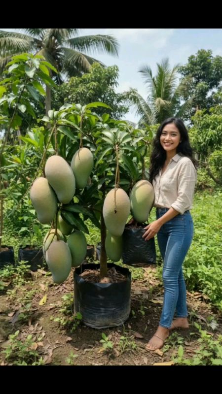 #BibitManggaJumbo #ManggaJumbo #BibitMangga #ManggaUnggul #TanamanBuah #BibitBuah #ManggaManis #ManggaBerkualitas #BibitManggaTerbaik #JualBibitMangga