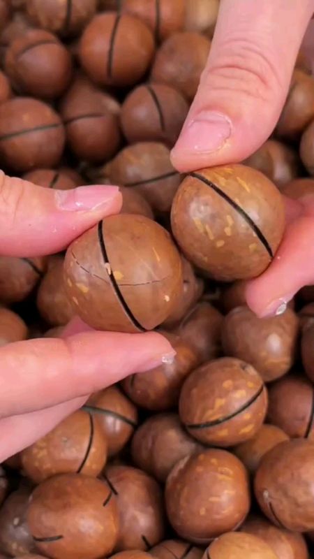 Kacang macadamia viral#macadamia