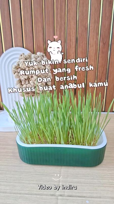 #RacunShopee #RacunShopeeCheck #ViralDiShopeeVidio #SpillBawaBerkah #SpillRacunShopee #viral #videoviral #viralvideo #rumputkucing #catgrass #wheat