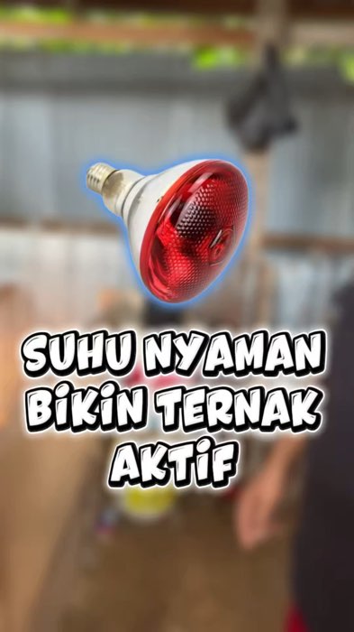 Lampu pemanas ternak bikin hemat listrik dan suhu nyaman buat ternak#shopeevideo #ShopeeCOD #RacunShopee #lampuinfrared