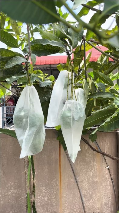 #brongsong #brongsongbuah #pembungkusbuah #Diskon40RB #GratisOngkirRP0 #ViralDiShopeeVideo #RacunShopee