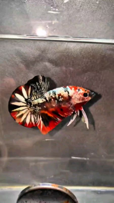 Cupang Plakat Nemo Cooper Galak #RacunShopeeCheck #ShopeeCOD #RacunShopee #ViralDiShopeeVideo #ikancupang #cupang #ikanhias #ikangalak #tokoumat #fyp