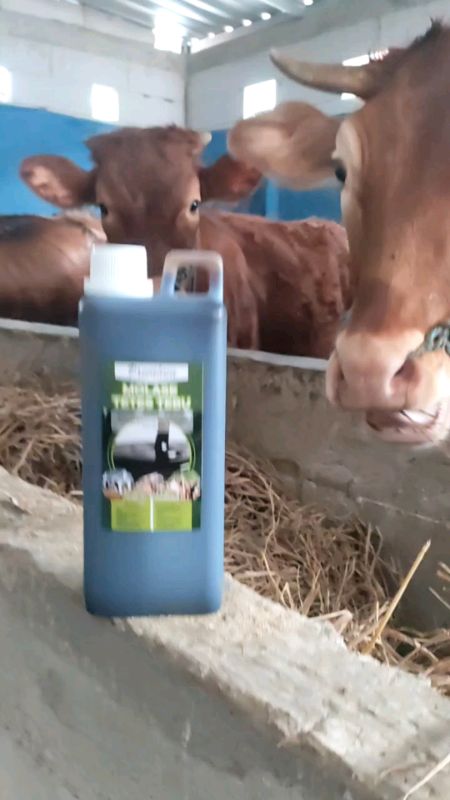 MOLASE TETES TEBU SALAH SATU KEGUNAANNYA DAPAT DIGUNAKAN UNTUK FERMENTASI PAKAN #sapi #peternakmuda #peternakindonesia #peternaksapiindonesia #ternak