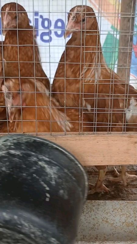 pakan ayam petelur #pakanayam #pakanayampetelur #ayampetelur