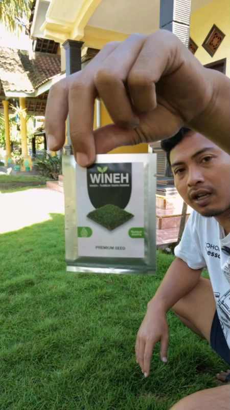 Benih rumput jepang #ShopeeCOD #PromoNonStop #GratisOngkirRP0 #ViralDiShopeeVideo