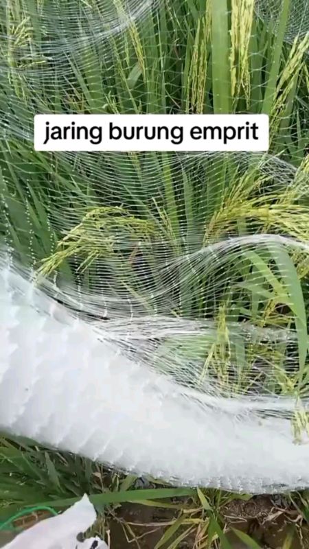 jaring burung emprit #jaringburung #jaringburungsawah #jaringburungemprit #jaringburungmurah #DiskonRacunShopee #Diskon50Persen #RacunShopee #RacunSho