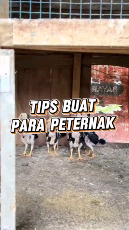 VITAGROW PREMIX Ayam Cepat Jumbo #ayambangkok #ayambangkokthailand #ayampetarung #ayambangkoksuper #peternakmuda #peternakanayam
