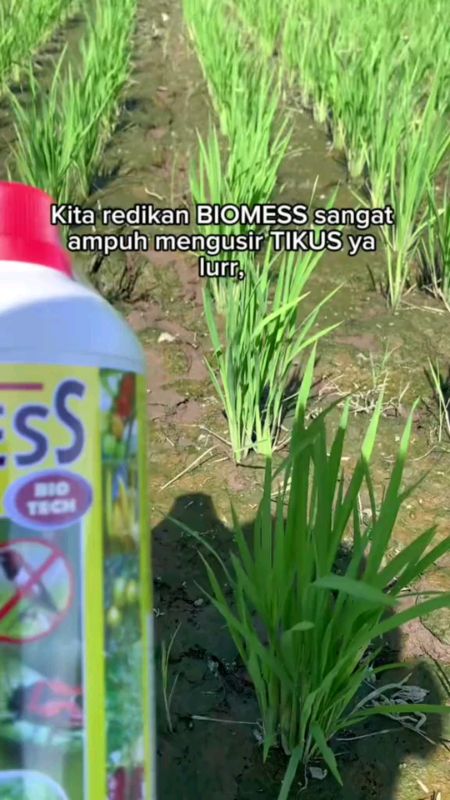 selain mengusir tikus BIOMESS imi juga bisa membasmi semua jenis hama dan menyuburkan tanaman💦#obatsemprot #biomess #mamanberkah_shop