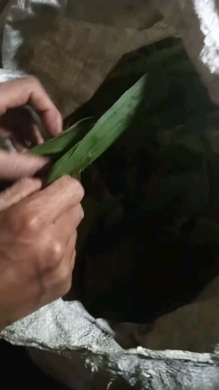 ulat daun pisang suplemen burung kicau dan umpan lele##kicau #mancing
