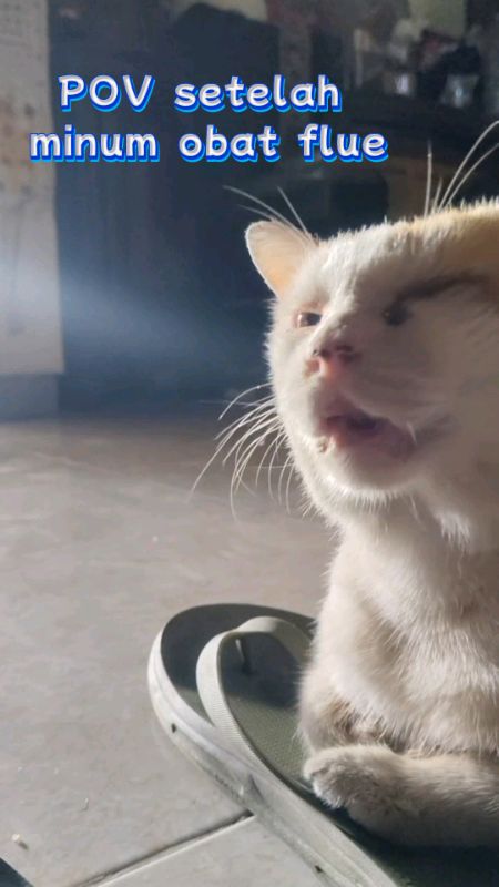 #kucingflue #fluekucing #kucing #kucingsakit