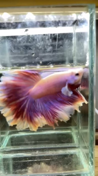 halfmoon pink sakura