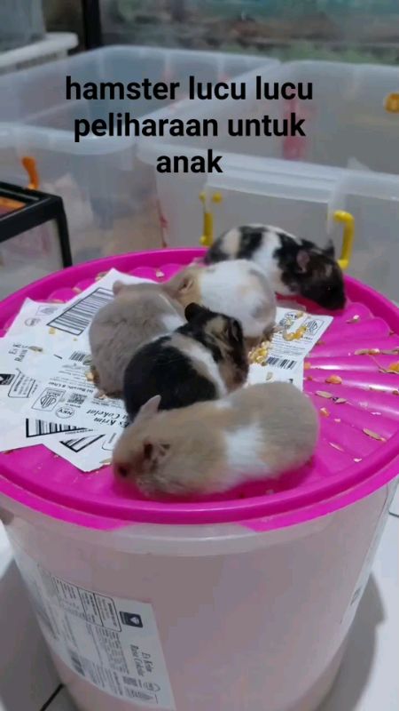 #DiskonRacunShopee #RacunShopeeCheck #RacunShopee #ShopeeCOD #ShopeeLook #SpillRacunShopee #hamster #hamsterlucu #hamstersyrian #hamsterindonesia