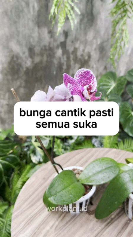 Bunga cantik, semua pasti suka. #tanamanbunga #pupukbunga #workplant #bloombooster #pupukorganikcair #workplantid