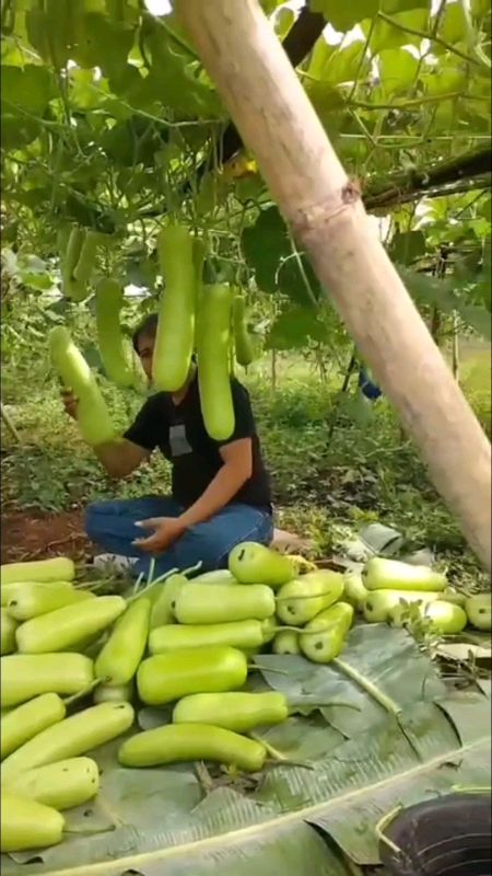 labu air #petaniindonesia🇮🇩🇮🇩🇮🇩🌿🌿 #shopeevideofeed #ShopeeCOD