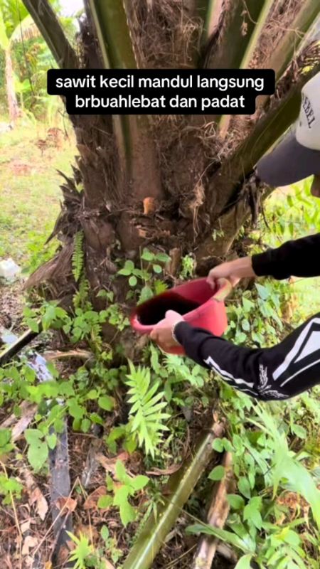 sawit kecil mandul langsung berbuah lebat, di jamin berhasil #fyp #fypシ #viral #petaniindonesia🇮🇩🇮🇩🇮🇩🌿🌿 #sawit