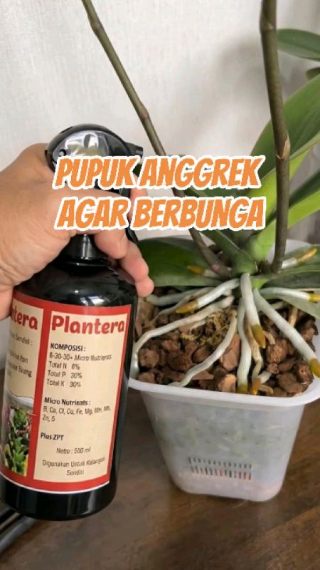 Pupuk Anggrek Agar Berbunga  #hormon6bap #PupukPlantera #PupukAnggrek #pupukbungaanggrek #bungaanggrek #hormonanggrek #hormon6bapanggrek #RacunShopee