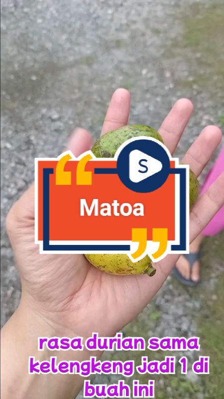 Buah Matoa #matoa #buahmatoa ##RacunShopee #belanjamurah #SpillRacunShopee #SpillRacunShopeeCheck #cashback