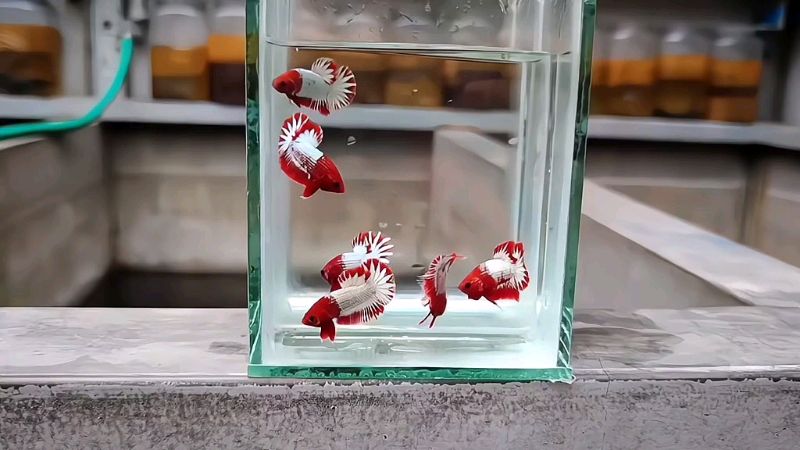 hallo ayo di check out hiasan akuarium nya 🙏#Cashback40Persen #dumboear #RacunShopee #cupang #bettafish #trending #fyp