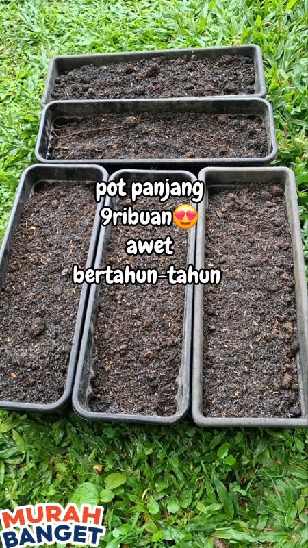 #potbungapanjang #potbunga #RacunShopee #SpillRacunShopee #Diskon50Persen #GratisOngkirRP0 #TermurahDiShopee #shope1212birthdaysale
