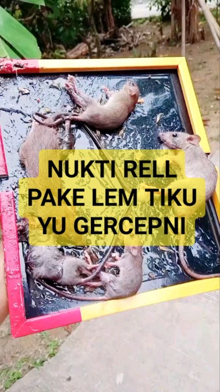 lem tikus#RacunShopee #viralshopeevideo #SpillBawaBerkah #RacunShopeeOutf #racunshopeecheeck #lemtikus #lemarimurah #lem