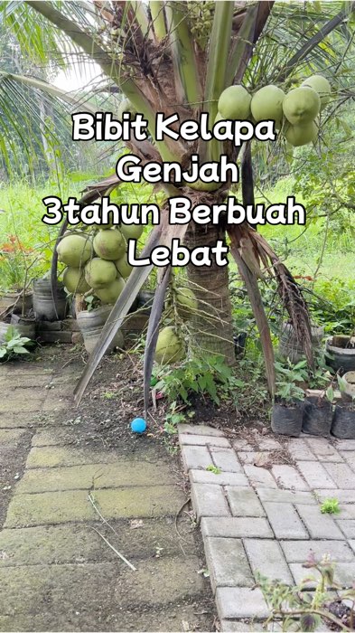 #bibitkelapagenjah #bibitkelapagenjahentog #GratisOngkirRP0 #DiskonRacunShopee