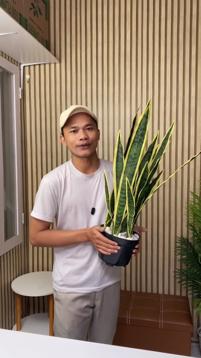 Tanaman artificial sansivera hiasan rumah sudut ruangan, dekorasi kantor, vila, hotel dll #tanamanartificial #hiasanrumah #dekorasi #tanamanbuatan