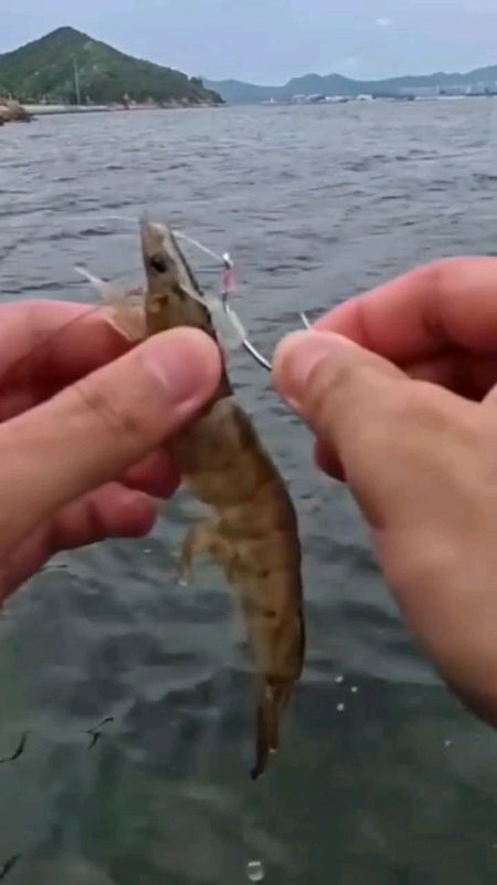 mata kail umpan udang hidup #SpillRacunShopee #ShopeeCOD #DiskonRacunShopee #RacunShopeeCheck #RacunShopeeUnik #RacunShopee