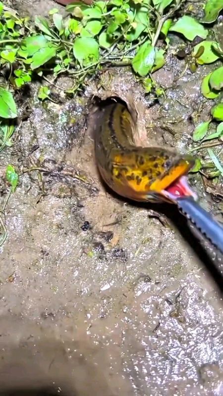 Walaupun Dapat Di ujungnya Tapi Dengan Gunting Capit Belutnya Berhasil Di Dapatkan BELUTNYA UNTUK KELUAR 😱#beluthidup #guntingcapitbelut #viral #fyp