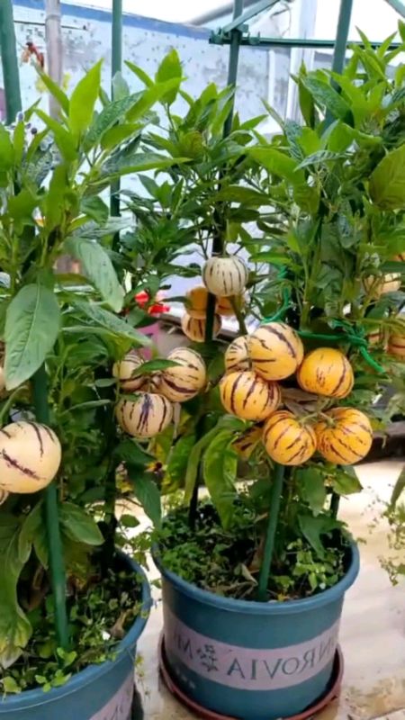 Pesona Buah Melon Kecil Menyegarkan #melonpepino #melonpapino #bibitmelonpapino #benihmelonpepino #bibitbuah #bibitmelon #benihmelon #shopeevideo