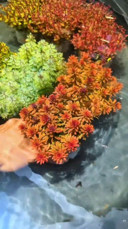 #tanamanaquascape #tanamanair #aquascape #GakNyeselBeliIni #BadaiTapiBudget #GratisOngkirRPO #ViralDiShopeeVideo #CODinApa #fyp #keranjangshopee