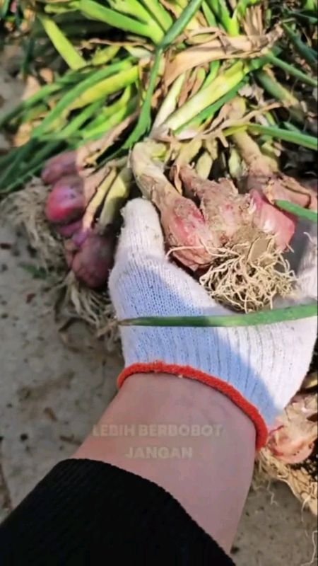 Promo👆 Booster bawang merah terlaris