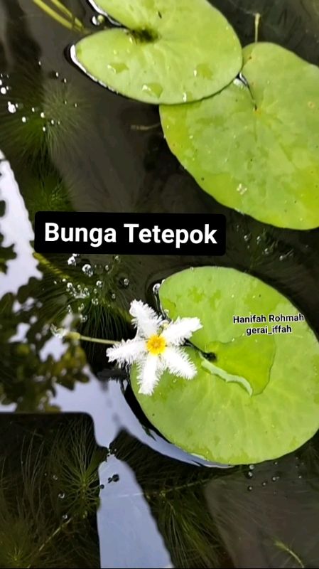 bunga teratai kapas (bunga tetepok atau bunga telepok)  #bungatelepok #bungatetepok #watersnowflake #terataikapas #tanamanair