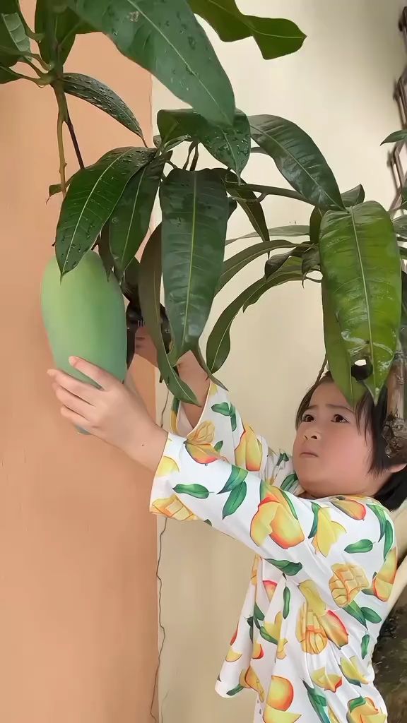bibit mangga kiojay asli cepat berbuah