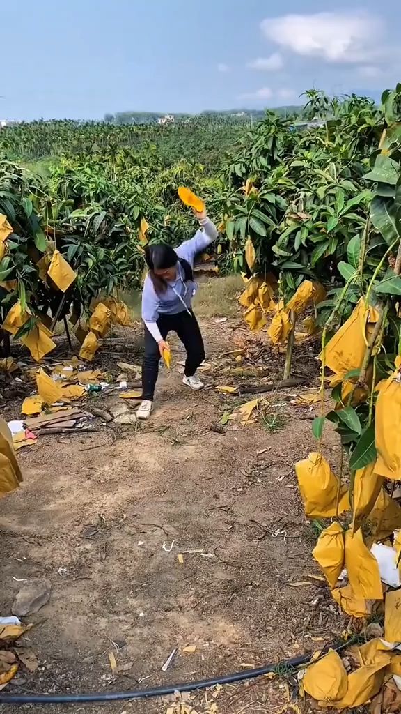 bibit mangga kiojay asli cepat berbuah