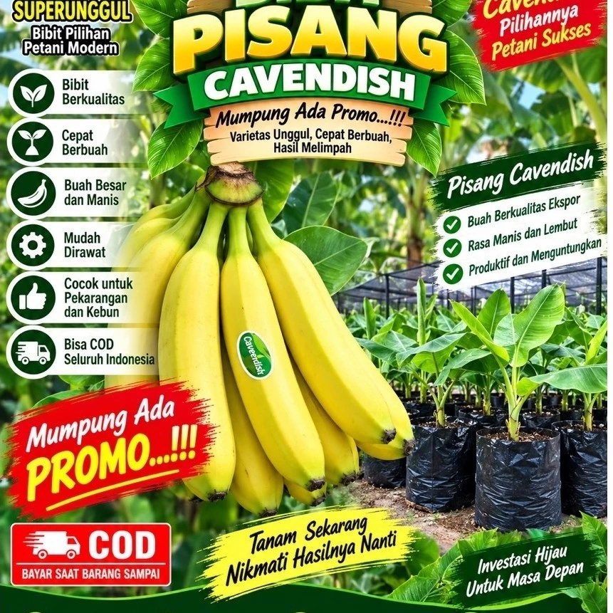 Bibit Pisang Cavendish Terlaris