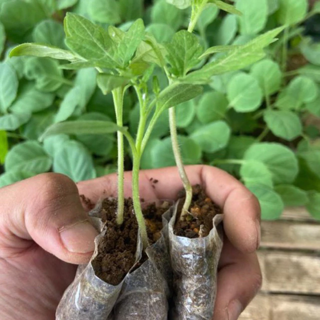 Bibit Tomat Siap Tanam Berakar Lebat