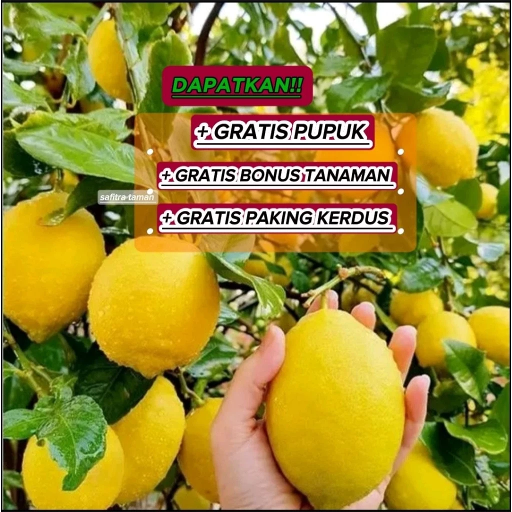 Bibit Jeruk Lemon California Super Unggul Berbuah Dalam Pot | Paling BESTSELLER