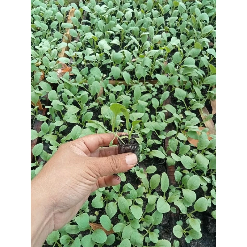 Bibit Sawi Hijau Siap Tanam