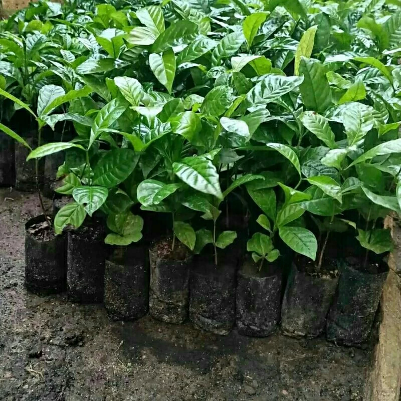 Bibit Kopi Robusta