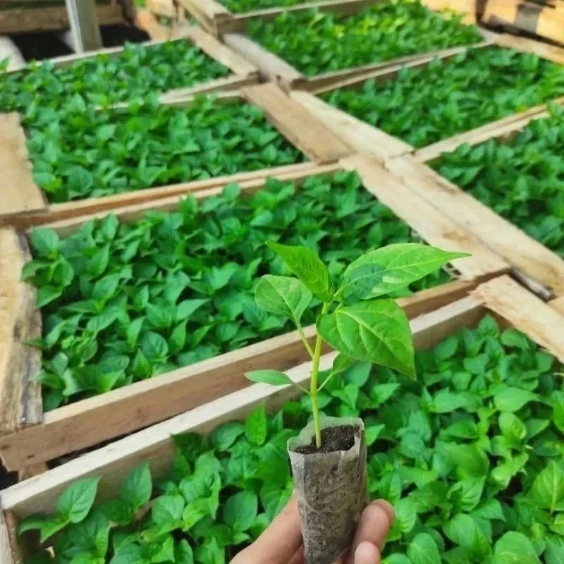 Bibit Cabe Rawit Ori 212 Magelang