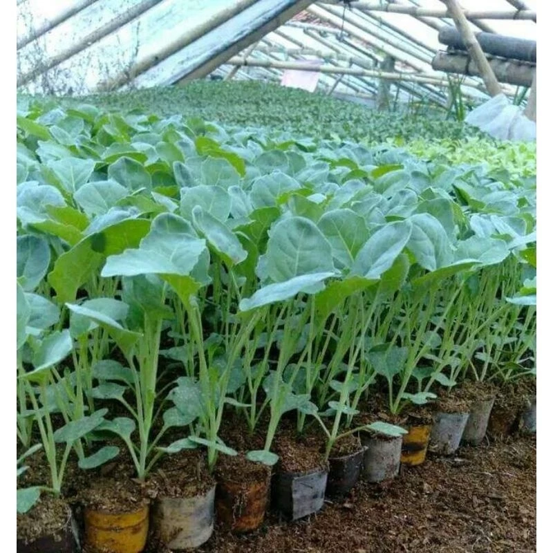 Bibit Brokoli Sayur Hijau Siap Tanam