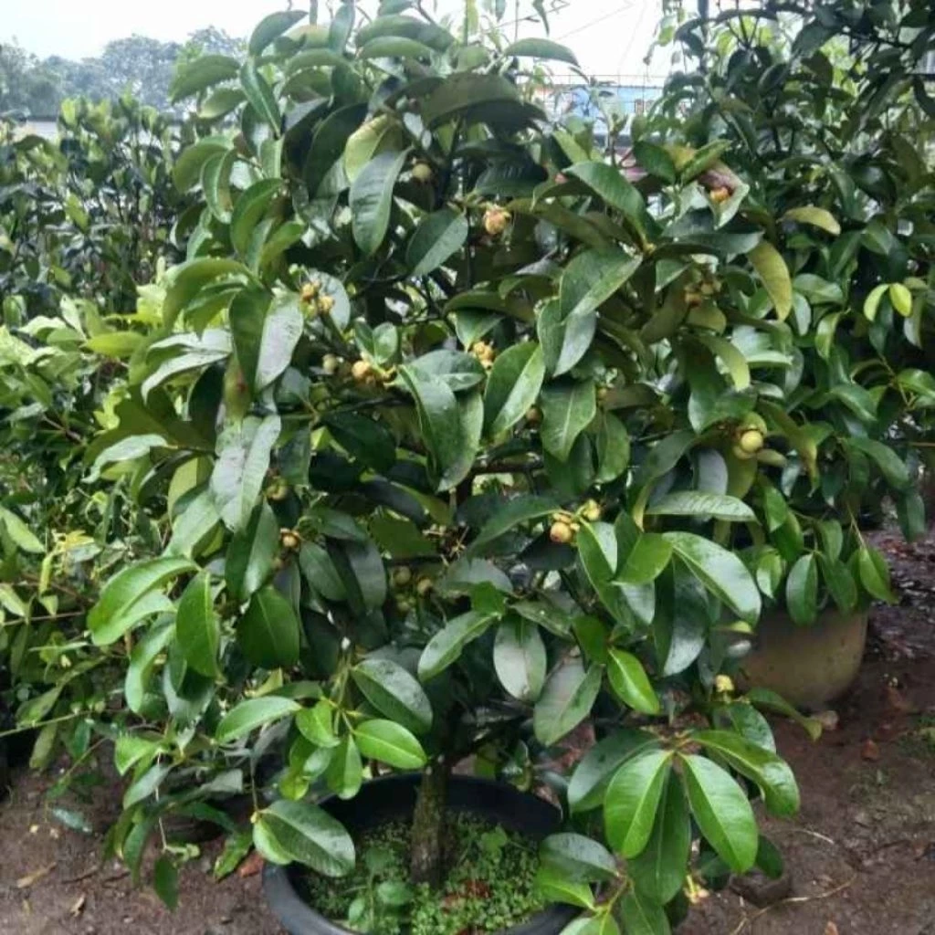 Bibit Pohon Manggis Siap Tanam